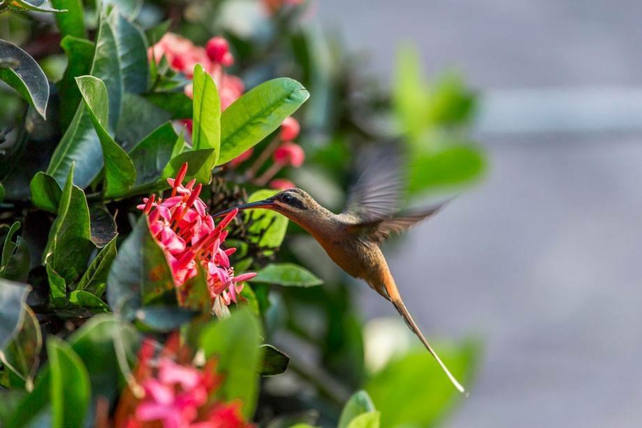 Hotel Fazenda Colibri أمارغوزا المظهر الخارجي الصورة